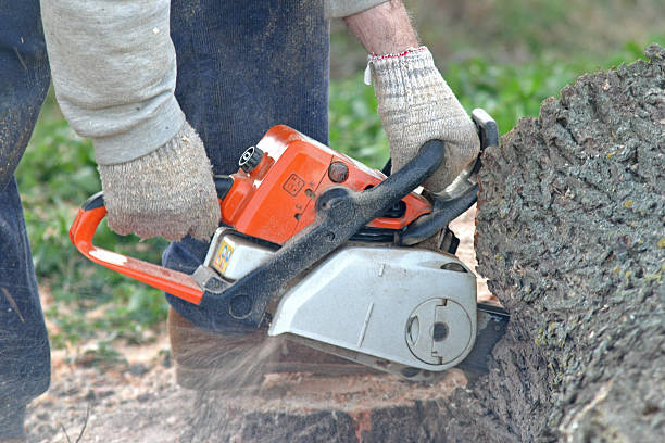 Reliable La Fayette, AL Tree Care Solutions