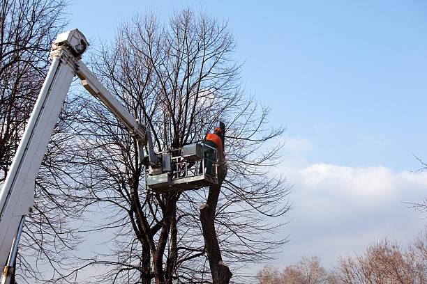 Tree and Shrub Care in La Fayette, AL